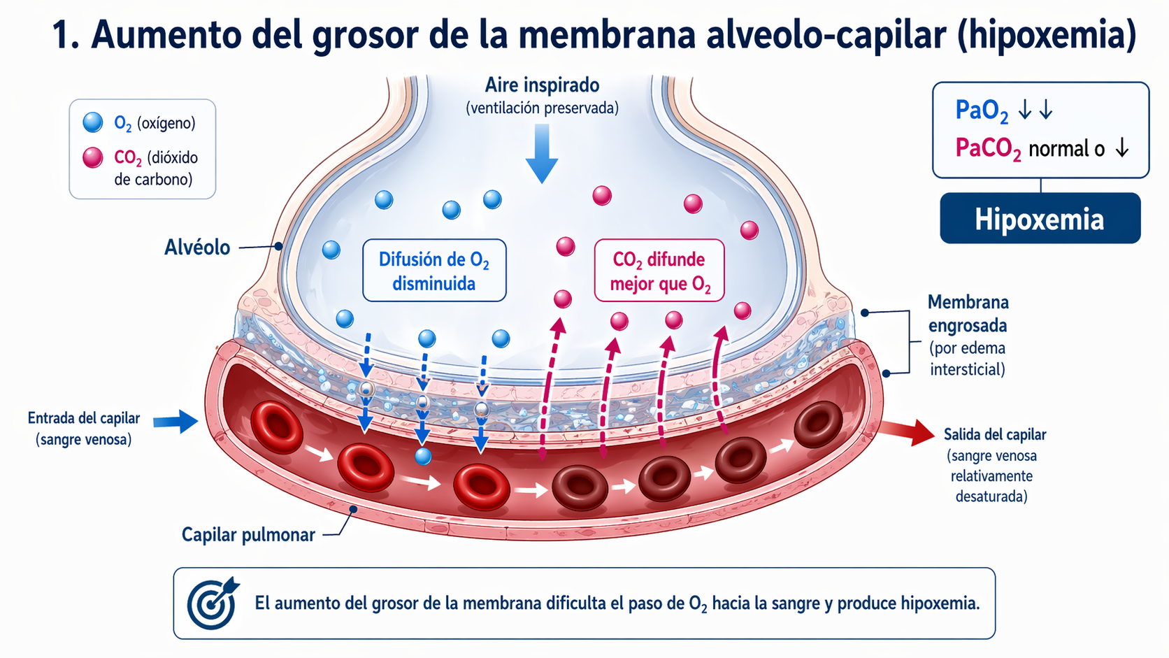 Aumento de grosor de membrana